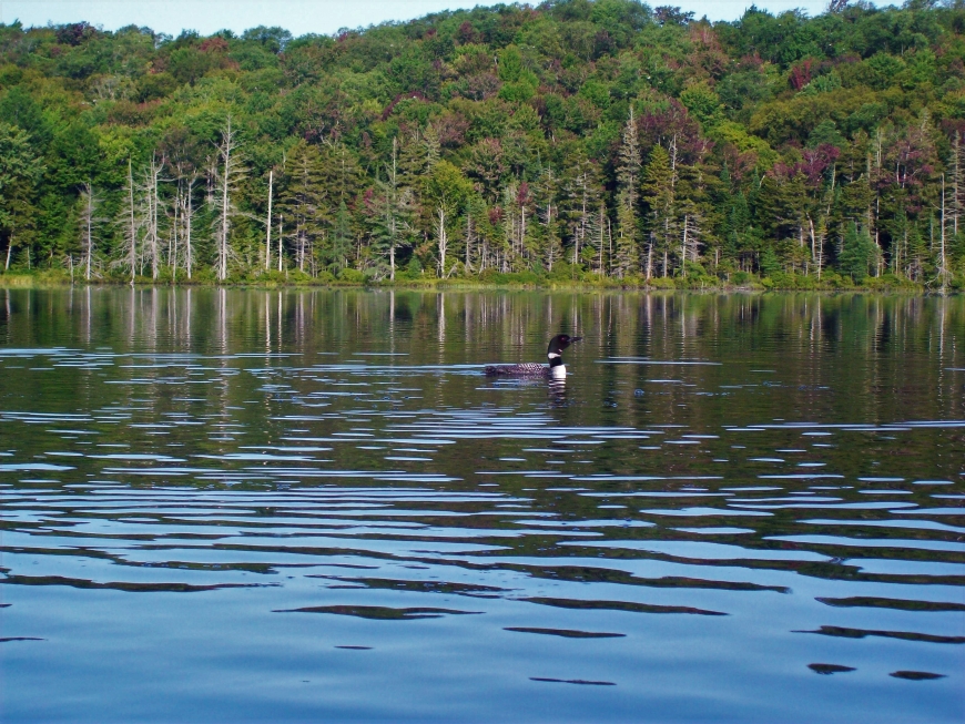Streeter Lake Aldrich Nature Up North